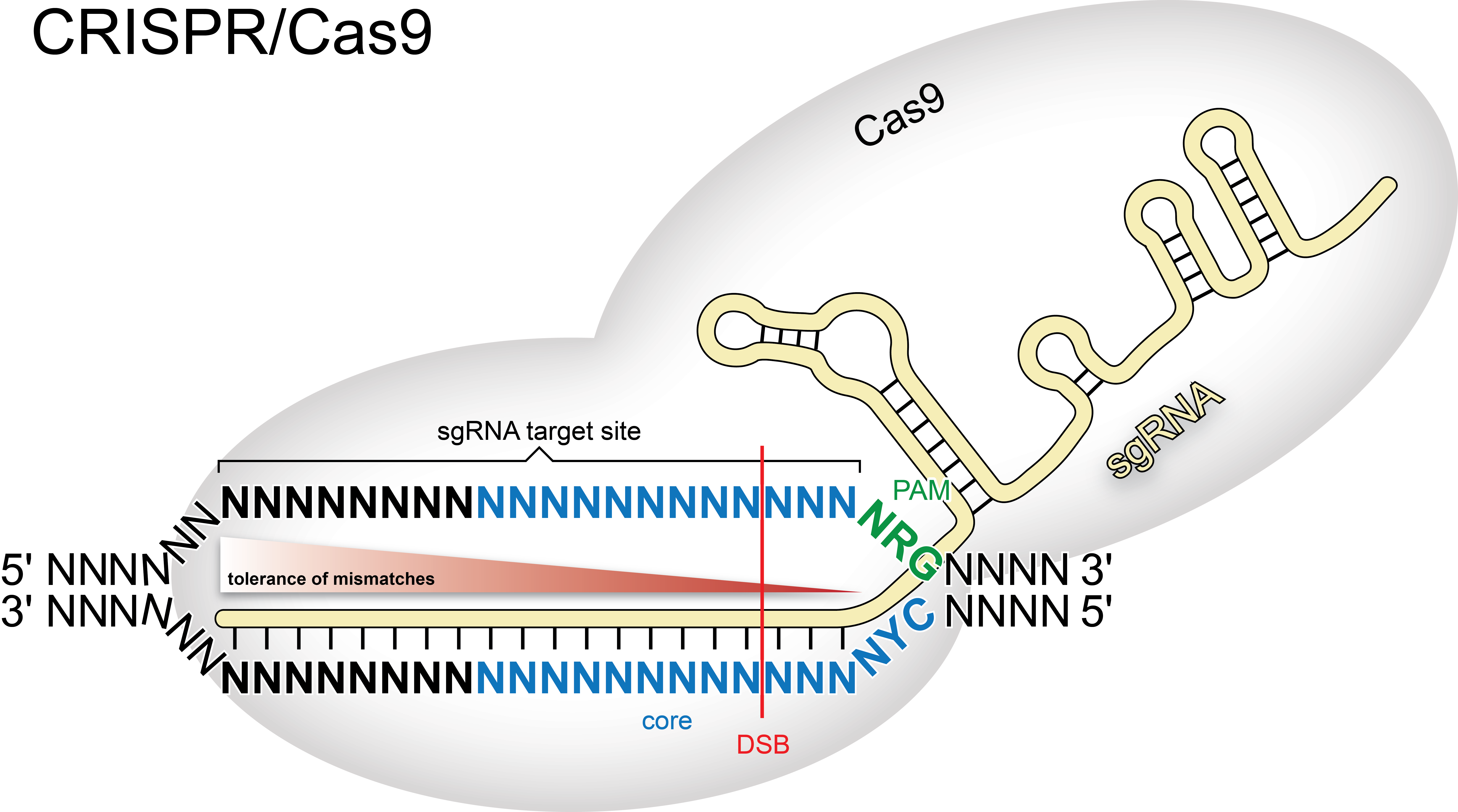 Cas9-sgRNA complex